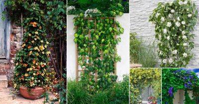 20 Fast Growing Vines for Covering a Fence or Wall - balconygardenweb.com - Britain - state Virginia