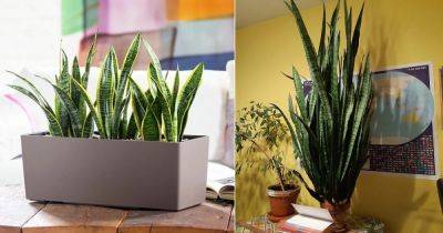 How to Make Snake Plants Grow Faster! - balconygardenweb.com