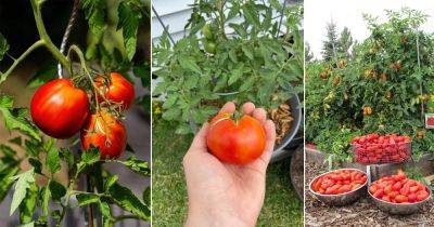 Jet Star Tomato Information and Growing Guide - balconygardenweb.com