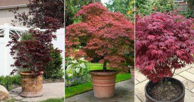 Tamukeyama Japanese Maple Growing Information - balconygardenweb.com - Japan