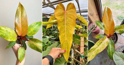 How to Grow and Care for Philodendron Orange Marmalade - balconygardenweb.com