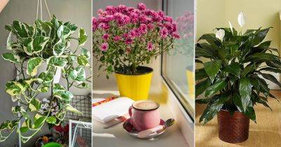 11 Houseplants to Improve Your Mental Health (According to Science) - balconygardenweb.com