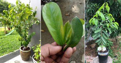 15 Amazing Health Benefits of Soursop Leaves - balconygardenweb.com