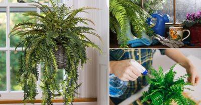 How To Care For Ferns | Fern Plant Care - balconygardenweb.com
