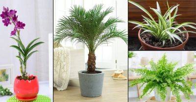 11 NASA Approved Air Purifying Plants Safe For Cats - balconygardenweb.com