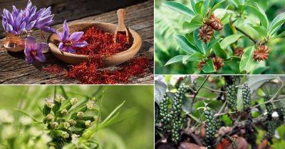 16 Spices You Can Grow in Pots | Growing Spices at Home - balconygardenweb.com - India