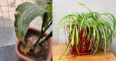 10 Reasons for Brown Tips on Indoor Plants + Solutions - balconygardenweb.com - state Oregon