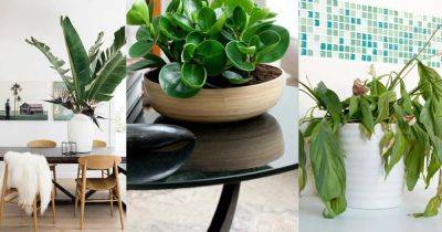 Avoid These 9 Mistakes & Your Indoor Plants Won't Die Again - balconygardenweb.com