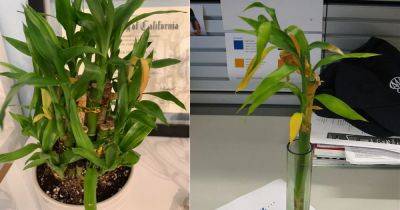 Lucky Bamboo Tips Turning Yellow | How to Save a Dying Lucky Bamboo - balconygardenweb.com