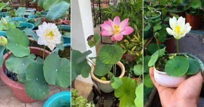 How to Grow Lotus | Planting Lotus in Container - balconygardenweb.com - Usa - India
