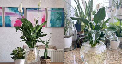Growing Peace Lily in Water Easily - balconygardenweb.com