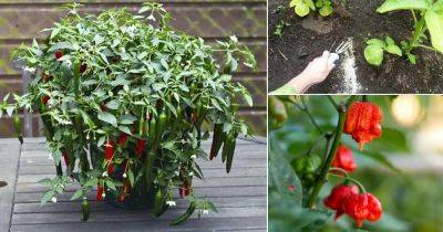 How to Make Pepper Plants Hotter | 9 Steps to Spicy Hot Chillies - balconygardenweb.com - state California