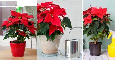 How Often to Water Poinsettias? Find Out! - balconygardenweb.com - Mexico