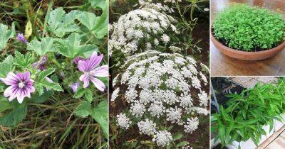 19 Best Edible Weeds You Didn't Know You Could Eat - balconygardenweb.com