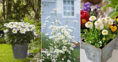 16 Stunning White Flowers with Yellow Center - balconygardenweb.com