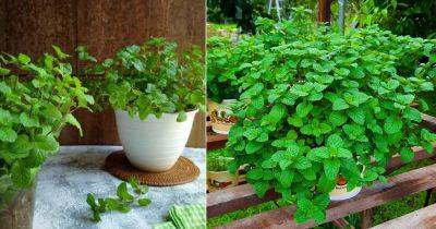 5 Do's and Don'ts of Growing Best Mint Ever - balconygardenweb.com - Vietnam