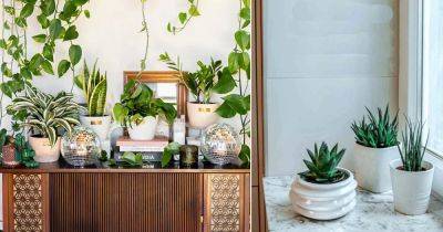 What and When is National Houseplant Day - balconygardenweb.com