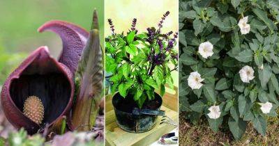 15 Snake Repellent Plants | Plants that Repel Snakes Naturally | - balconygardenweb.com