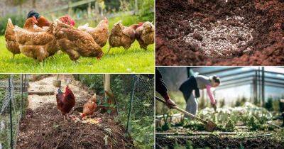 10 Uses of Chickens in the Garden - balconygardenweb.com - Poland - county Garden