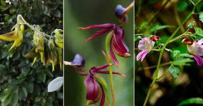 9 Stunning Flowers that Look Like Birds - balconygardenweb.com - China - Iran - Russia - Greece - Turkey - Australia