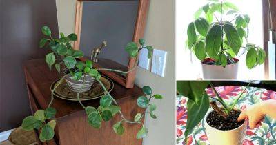 9 Signs that Indicate Your Indoor Plants Need More Sunlight - balconygardenweb.com