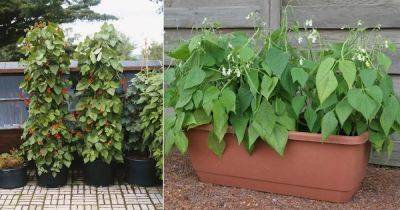 Types of Beans | Best Green Bean Varieties for Containers - balconygardenweb.com