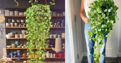How to Grow Dischidia Imbricata Easily - balconygardenweb.com - India