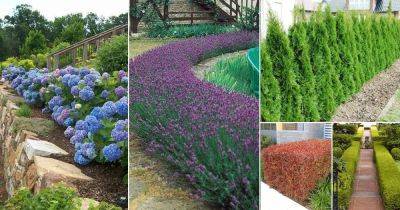 48 Best Plants for Hedging | Beautiful Hedge Plants - balconygardenweb.com