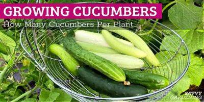 How Many Cucumbers Per Plant? Tips to Boost Yield - savvygardening.com