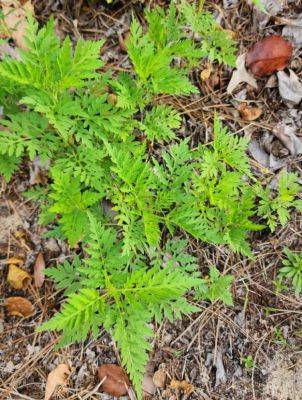 Weed of the Month- Common Ragweed - hgic.clemson.edu - Usa