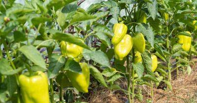 How to Identify and Control 13 Common Pepper Pests - gardenerspath.com