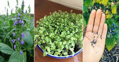 How to Grow Chia Seeds Plant at Home | Chia Plant Care - balconygardenweb.com - Mexico - Guatemala