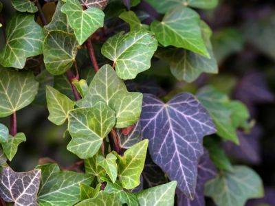 Native, Non-Invasive Alternatives To English Ivy - gardeningknowhow.com - Britain
