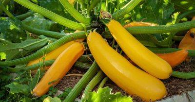 How to Plant and Grow Golden Zucchini - gardenerspath.com