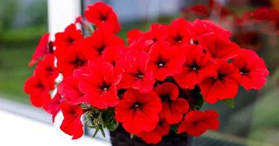 17 of the Best Red Petunias for Your Garden - gardenerspath.com