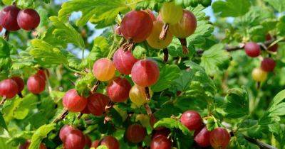 How to Identify and Control Currant Fruit Flies - gardenerspath.com - state Oregon