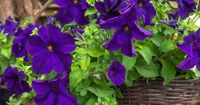 19 of the Best Purple Petunia Varieties - gardenerspath.com