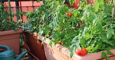 How to Grow Tomatoes in Containers - gardenerspath.com