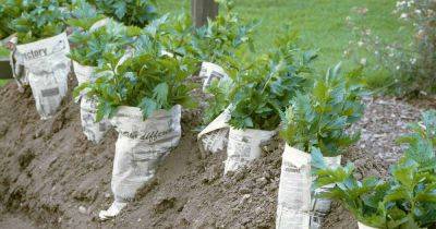 How to Blanch Celery in the Garden - gardenerspath.com - France - county Garden