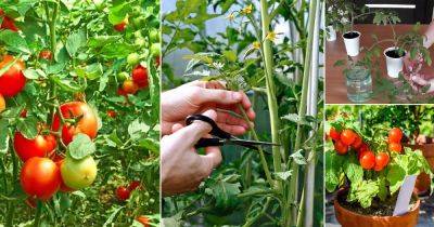 How to Grow Unlimited Tomato Plants from Cuttings | Propagating Tomatoes - balconygardenweb.com