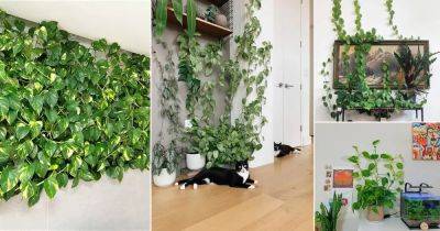 38 Stunning Pothos Wall Decor Ideas | How to Decorate with Pothos - balconygardenweb.com