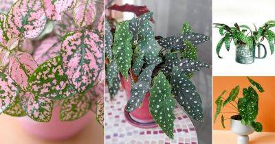 8 Eye Catching Polka Dot Print Houseplants | Spotted Houseplants - balconygardenweb.com