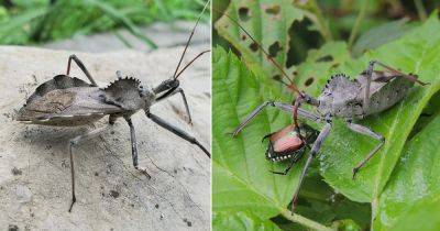 What is a Wheel Bug? Are Wheel Bugs Dangerous? - balconygardenweb.com - Usa - state Pennsylvania