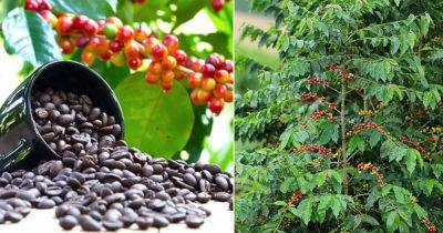 Do Coffee Beans grow on Trees? - balconygardenweb.com