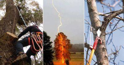 Tree Struck By Lightning | Best Tips to Repair It - balconygardenweb.com