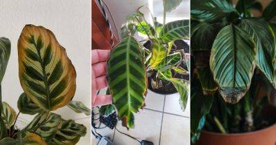 Calathea Leaves Turning Brown and Yellow | Calathea Brown Edges - balconygardenweb.com