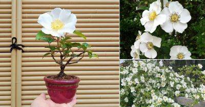 How to Grow Cherokee Rose | Georgia State Flower - balconygardenweb.com - Georgia
