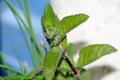 Planting Mint Bed for Ground Cover - balconygardenweb.com