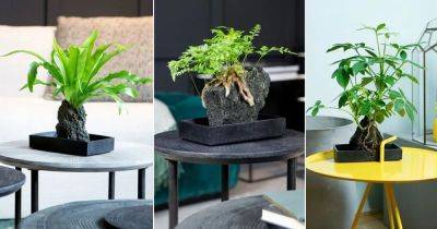 Best Plants on Lava Rock | How to Grow Plants on Lava Rock - balconygardenweb.com - Netherlands