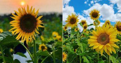 When Do Sunflowers Bloom in Texas? - balconygardenweb.com - state Texas